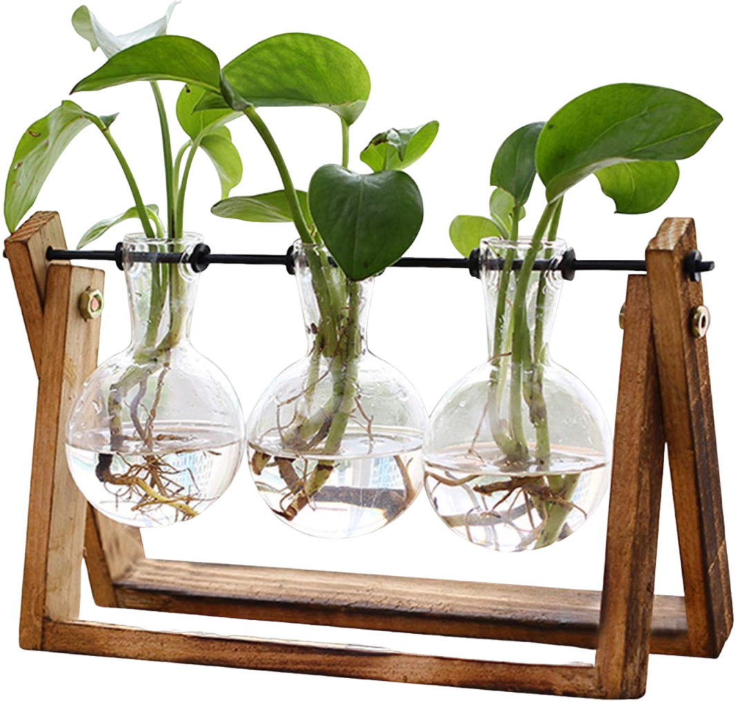 XXXFLOWER Plant Terrarium with Wooden Stand